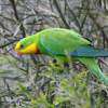 Thumbnail ofMale Superb Parrot in shrub Picola Vic Oct 2011 SW.JPG